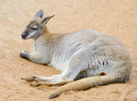 Wallaby relaxing Stock Photos