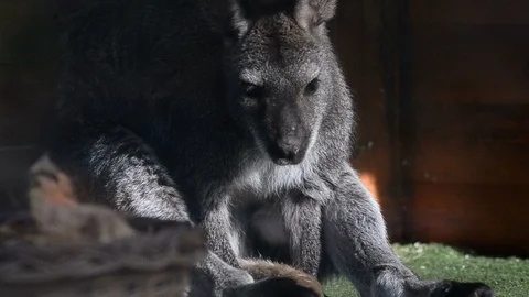 Wallaby resting Stock Footage 89133630