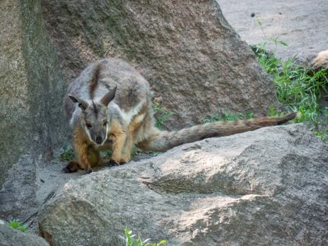 Wallaby on a Rock Stock Photos