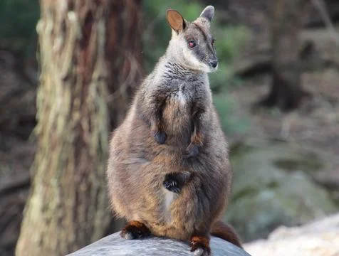 A wallaby at a sanctuary with a joey in her pouch Stock Photos