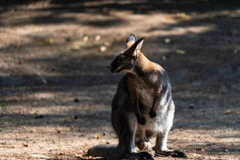 Wallaby sitting in dappled light on sandy ground, side view Stock Photos