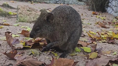A wallaby sitting Stock Footage 257381200
