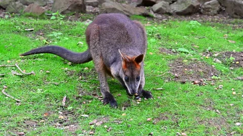 Wallaby the small kangaroo closeup eating and sitting in HDR Stock Footage 218256684