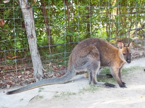 Wallaby, small kangaroo Foto stock