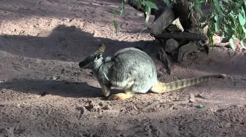 Wallaby sniffing 20 Stock Footage 12428877
