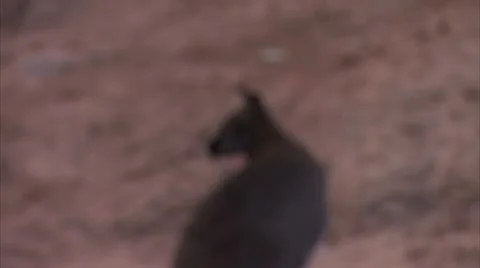 Wallaby Sniffs Ground HD Video Stock Footage 22149880
