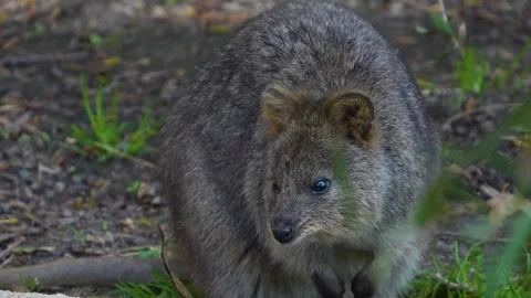Wallaby standing  Stock Footage 272306163