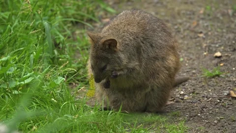 Wallaby standing up Stock-Footage 284242539