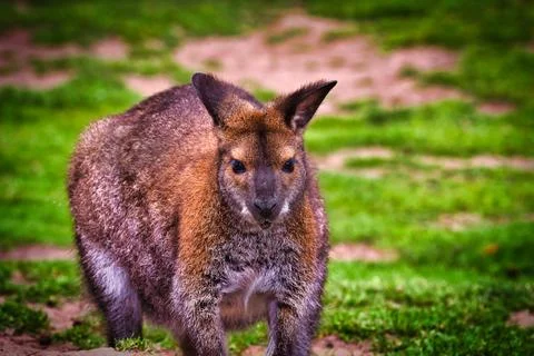 Wallaby standing on grass Stock Photos