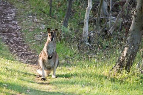 Wallaby standing on a path Stock Photos