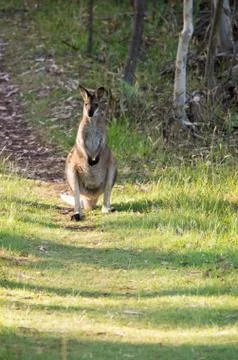 Wallaby standing on a path Stock Photos