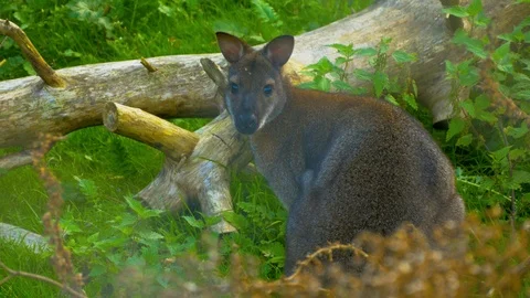 Wallaby standing still and staring off as it twists its ears Stock Footage 114656901