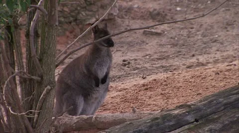 Wallaby Stands by Tree HD Video Stock Footage 22149851