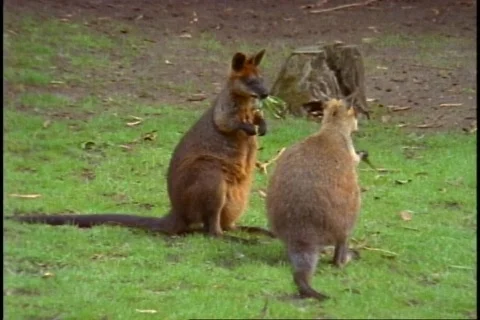 Wallaby, two, medium shot Vídeos de archivo 867646