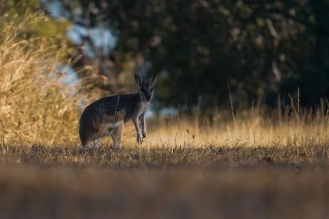 Wallaby in the Wild Stock Photos