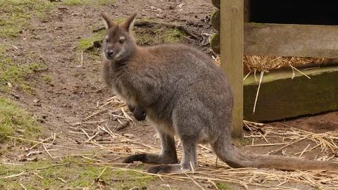 A wallaby in a zoo Stock Footage 122203009