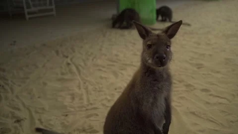 Wallaby in ZOO Video stock 243412142