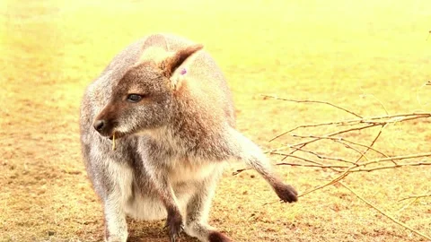 Wallaby2 Vídeos de archivo 238609129