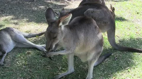 Wallabypreening 50 Stock Footage 12428884