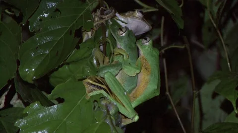 Wallace's Flying Frog disturbed by competition when mating on leaf at night Stock Footage 56694807