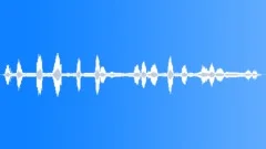 Wallaces Standardwing Occasional RaucousSound Effect