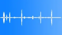 Wallaces Standardwing Occasional RaucousSound Effect