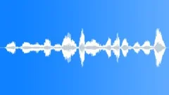 Wallaces Standardwing Raucous CallsSound Effect