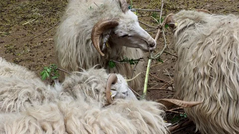Wallachian sheep. Sheep herd. Stock Footage 92090146