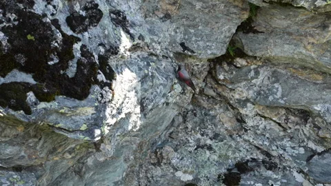 Wallcreeper bird feeds in the Alps at summer season Stock Footage 280058326