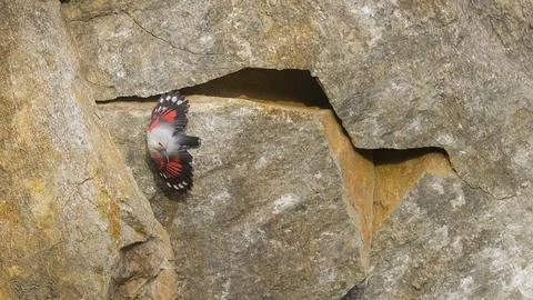 Wallcreeper in flight over rocks Stock Photos