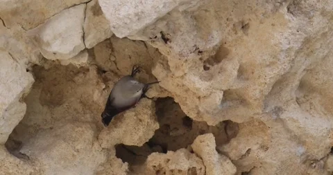 Wallcreeper Inspecting Mountain Rock Layers Stock Footage 321659210