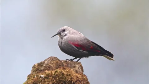 Wallcreeper sitting on rocky stone Stock Footage 335661631