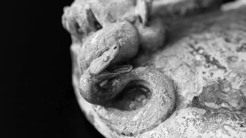 Walled up snake Stock Footage 138510636