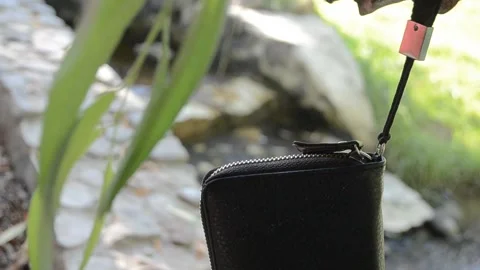 Wallet on the tree and swinging Stock Footage 95759701