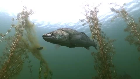 Walleye from below in clear lake as second fish leaves Stock Footage 320576000