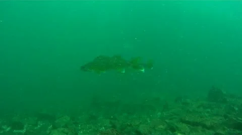 Walleye on a drop off 库存影片 11890177