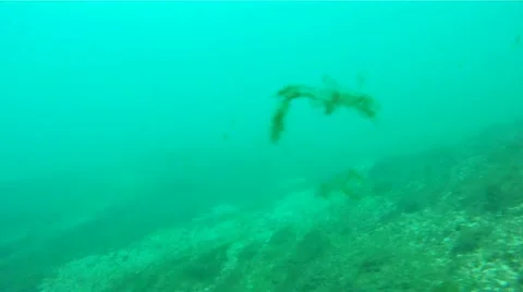 Walleye 库存影片 11859605