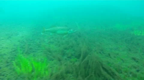 Walleye 库存影片 11859610