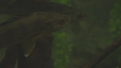 Walleye Stock Footage 86664846