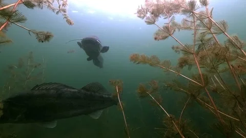 Walleye meets catfish after passing foreground Stock Footage 320576002