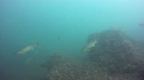 Walleye moving to deeper water 库存影片 41383598