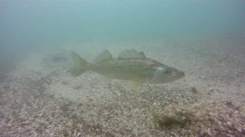 Walleye over light colored bottom 库存影片 41383552