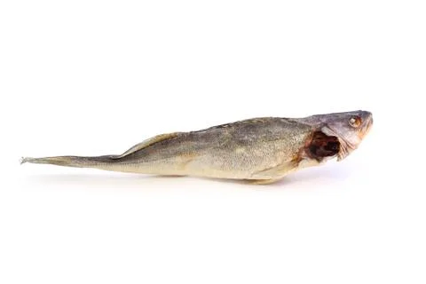 Walleye Stock Photos