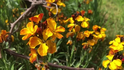 Wallflower macro video. The wind blows the petals of the yellow flower. Stock Footage 244595853