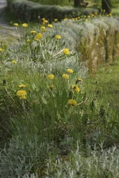 Wallflower Stock Photos