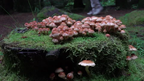 Wallking in forest by large patch of mushrooms Video stock 138408506