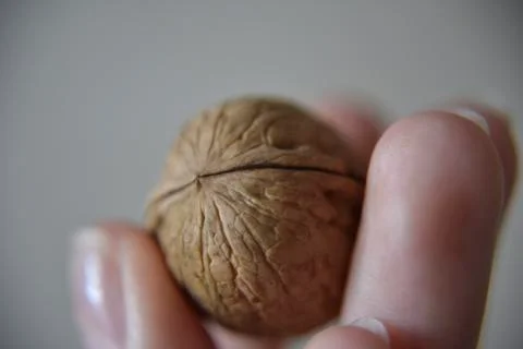 Wallnut between fingers Stock Photos