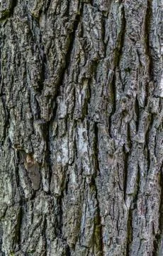 Wallnut texture Stock Photos