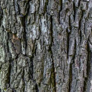 Wallnut texture Stock Photos