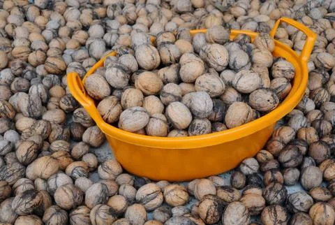 Wallnuts and orange plastic basin Stock Photos